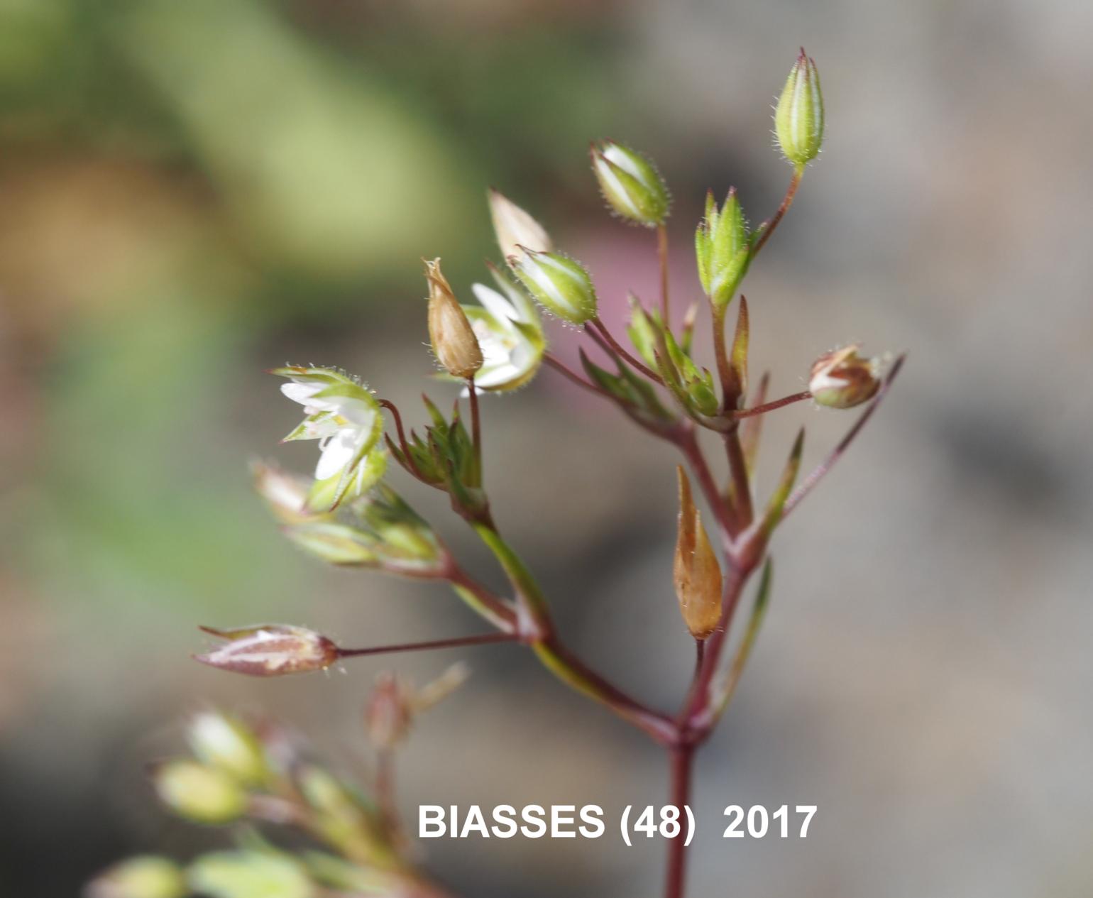 Sandwort, (Red)